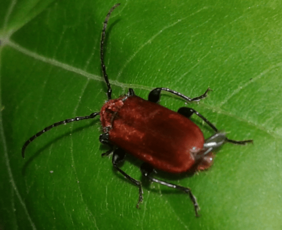 Cerambycidae : Pyrrhidium sanguineum? S.